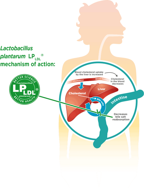LPLDL® vegan probiotica verlaagt je cholesterol op natuurlijke wijze via jouw darmen - Care by Nature